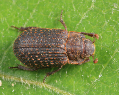 Hide Beetles - Trogidae