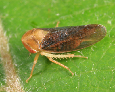Leafhoppers genus Macropsis