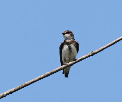 Bank Swallow - Riparia riparia 