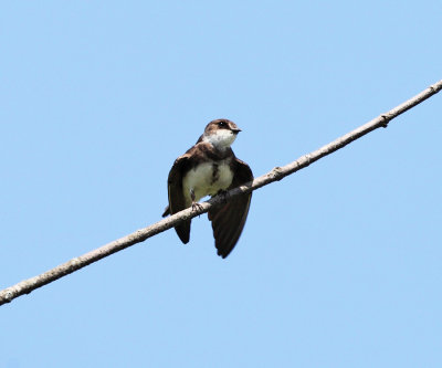 Bank Swallow - Riparia riparia 