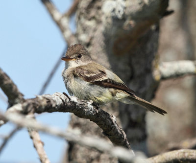 Willow Flycatcher - Empidonax traillii 
