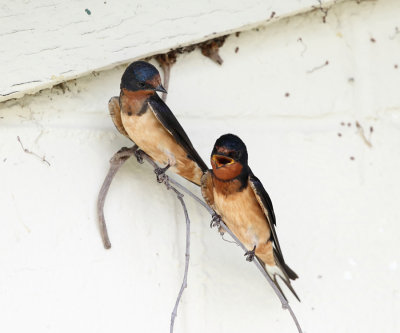 Barn Swallow - Hirundo rustica 