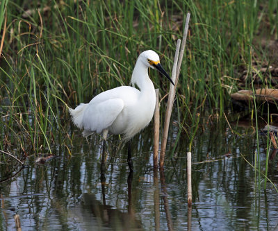 Snowy Egret - Egretta thula 