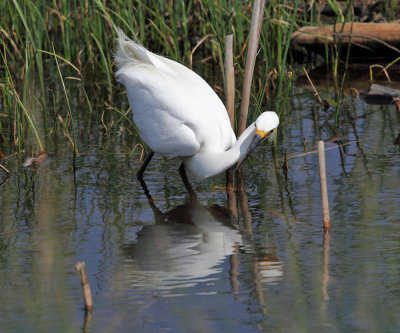 Snowy Egret - Egretta thula