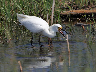 Snowy Egret - Egretta thula