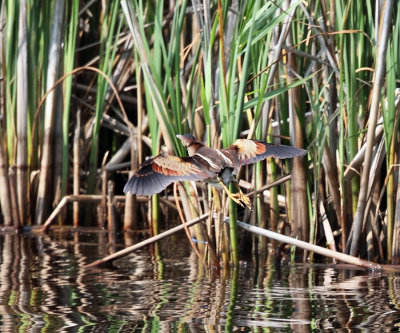 Least Bittern - Ixobrychus exilis