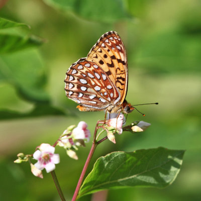 Atlantis Fritillary - Speyeria atlantis