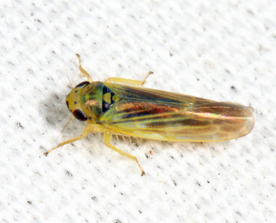 Macrosteles parvidens