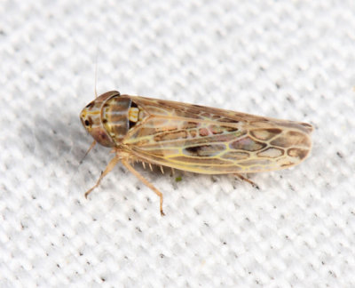 Painted Leafhopper - Endria inimica