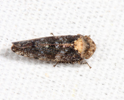 Paraphlepsius collitus