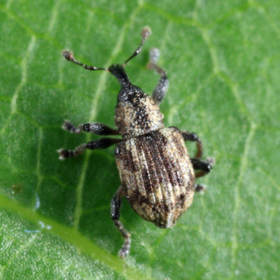 Duckweed Weevil - Tanysphyrus lemnae