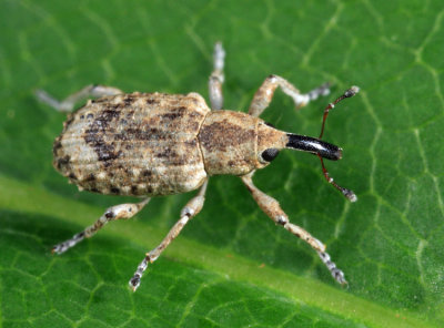 Onychylis longulus