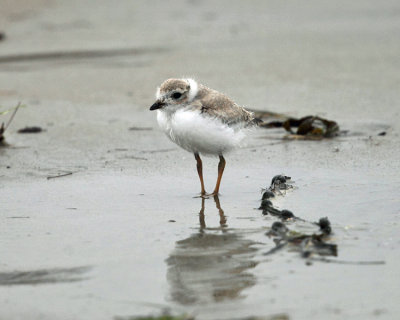 Piping Plover - Charadrius melodus