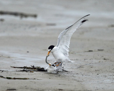 Least Terns - Sternula antillarum (mating)