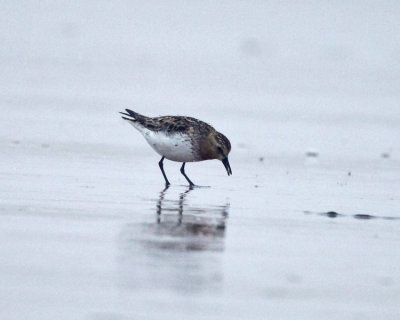 Red-necked Stint - Calidris ruficollis