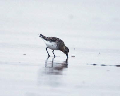 Red-necked Stint - Calidris ruficollis