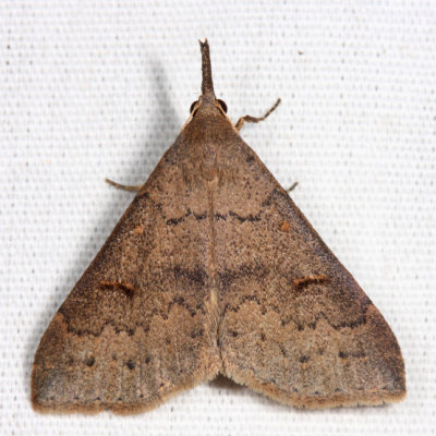 8386 - Speckled Renia - Renia adspergillus