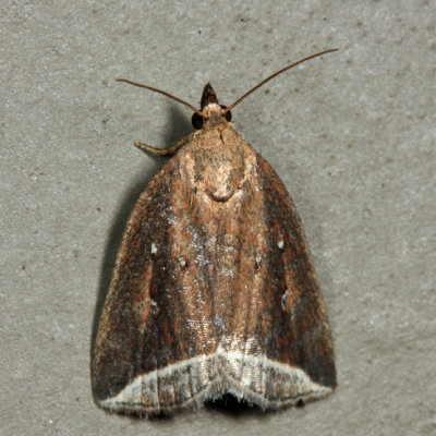 9059 - Curved Halter Moth - Capis curvata