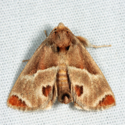 4669 - Shagreened Slug Moth - Apoda biguttata
