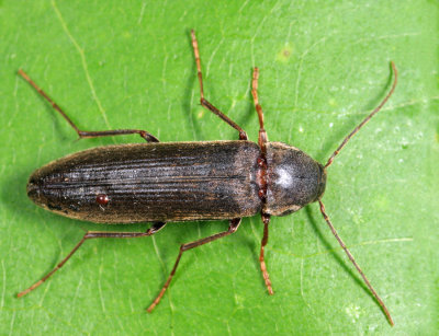 Serropalpus coxalis