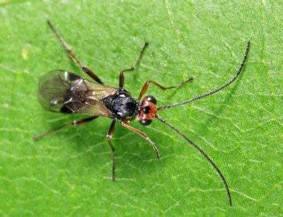 Braconid Wasps - subfamily Euphorinae