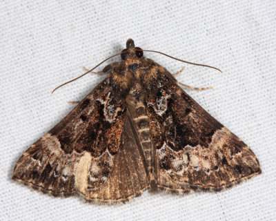 8444 - Mottled Bomolocha - Hypena palparia