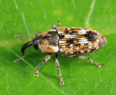 Beet Petiole Borer - Cosmobaris scolopacea