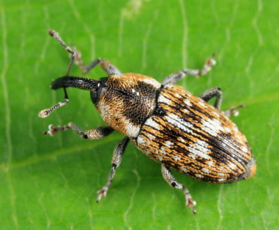 Weevils - Subfamily Baridinae