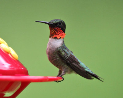 Ruby-throated Hummingbird - Archilochus colubris