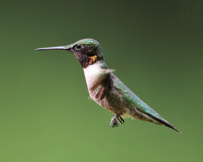 Ruby-throated Hummingbird - Archilochus colubris