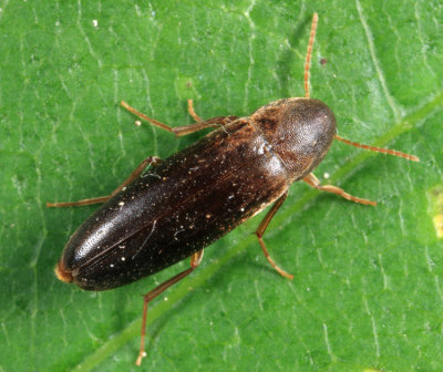 Phloiotrya fusca