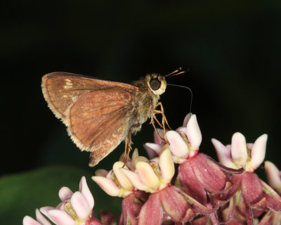 Little Glassywing - Pompeius verna