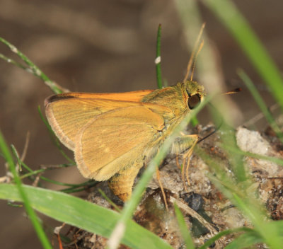 Crossline Skipper - Polites origenes