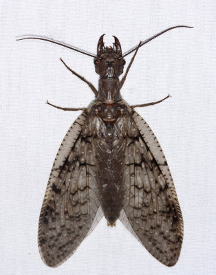 Eastern Dobsonfly - Corydalus cornutus (female) 