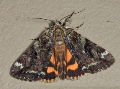 8876 -Little Underwing - Catocala micronympha