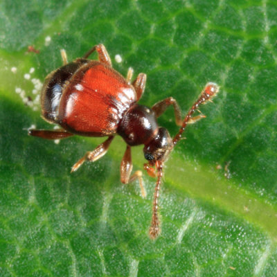 Reichenbachia sp.