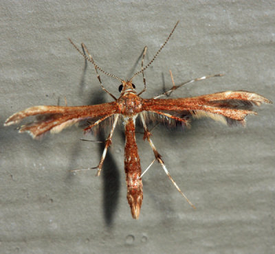  6092  Himmelman's Plume Moth  Geina tenuidactyla