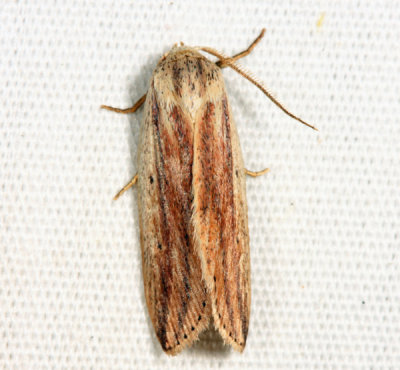 9818 - Feeble Grass Moth - Amolita fessa