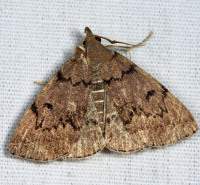 8349.1 - Zanclognatha dentata