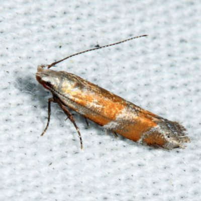 2229 - Stripe-backed Moth - Battaristis vittella
