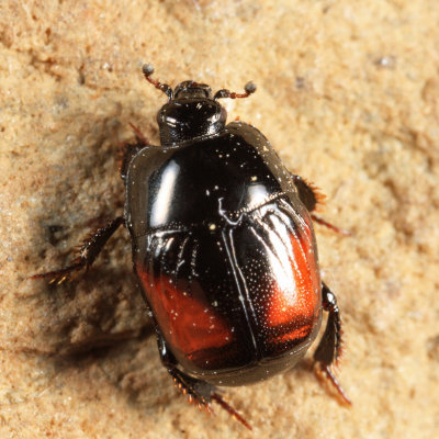 Hypocaccus dimidiatipennis