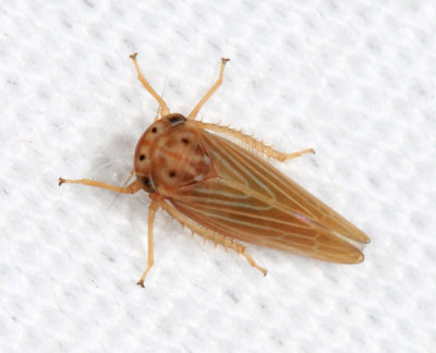 Constricted Leafhopper - Agallia constricta