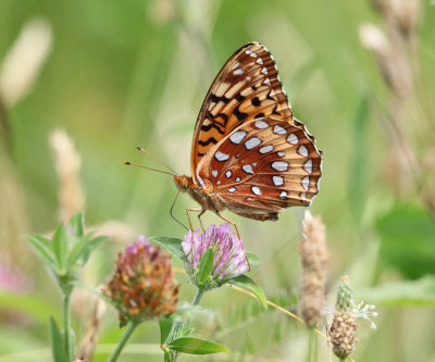 Great Spangled Fritillary - Speyeria cybele