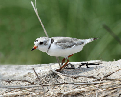 Piping Plover - Charadrius melodus