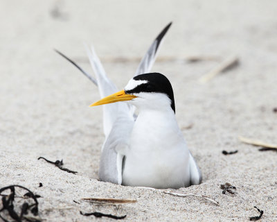 Least Tern - Sternula antillarum