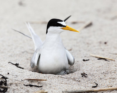 Least Tern - Sternula antillarum