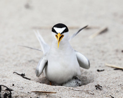 Least Tern - Sternula antillarum