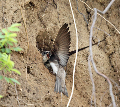 Bank Swallow - Riparia riparia