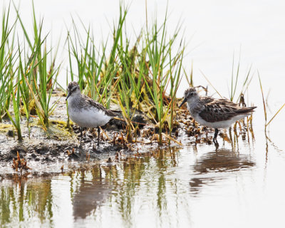 White-rumped Sandpiper - Calidris fuscicollis