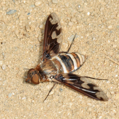 Exoprosopa fascipennis